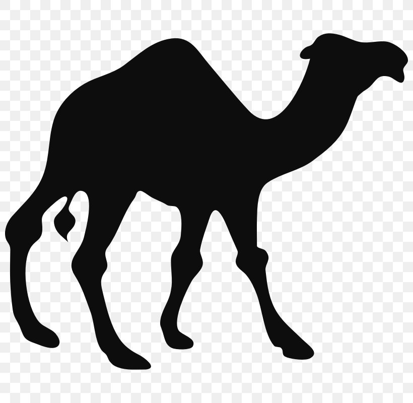 T-shirt Dromedary Clip Art, PNG, 800x800px, Tshirt, Arabian Camel, Black And White, Camel, Camel Like Mammal Download Free