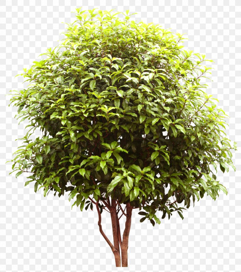 Tree Shrub Digital Image, PNG, 907x1024px, Tree, Data Compression, Digital Image, Evergreen, Flowerpot Download Free