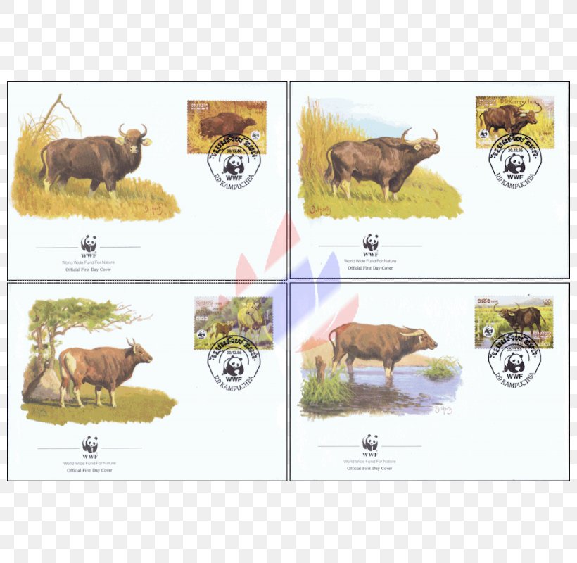 Cattle Nature Reserve Mail Wildlife, PNG, 800x800px, Cattle, Cambodia, Cattle Like Mammal, Fauna, Livestock Download Free