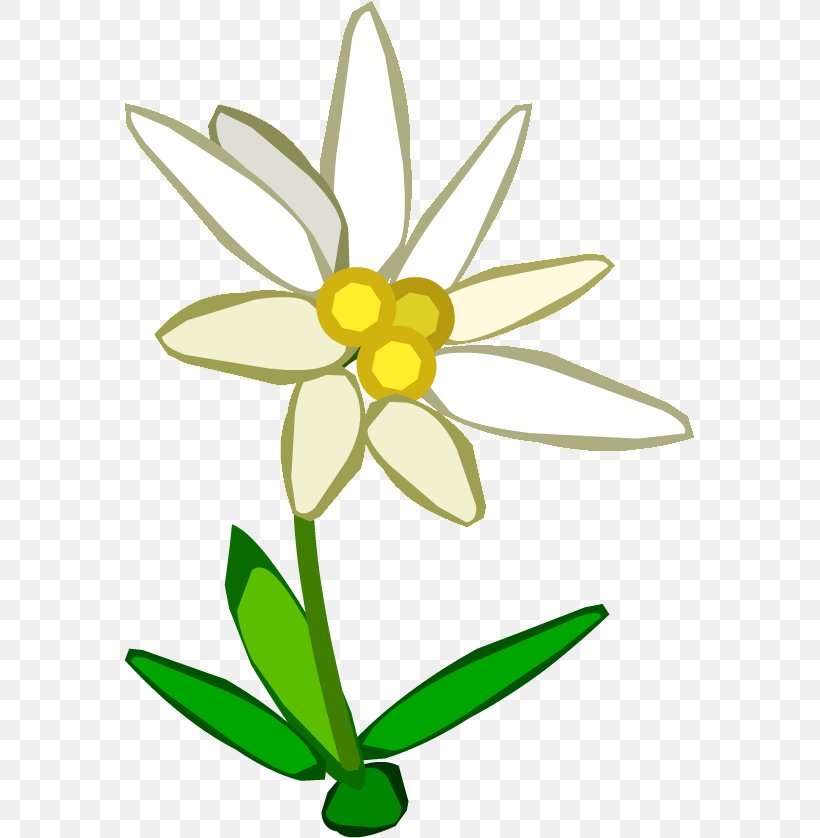 Clip Art Openclipart Image Free Content, PNG, 571x838px, Edelweiss, Artwork, Black And White, Cut Flowers, Daisy Download Free