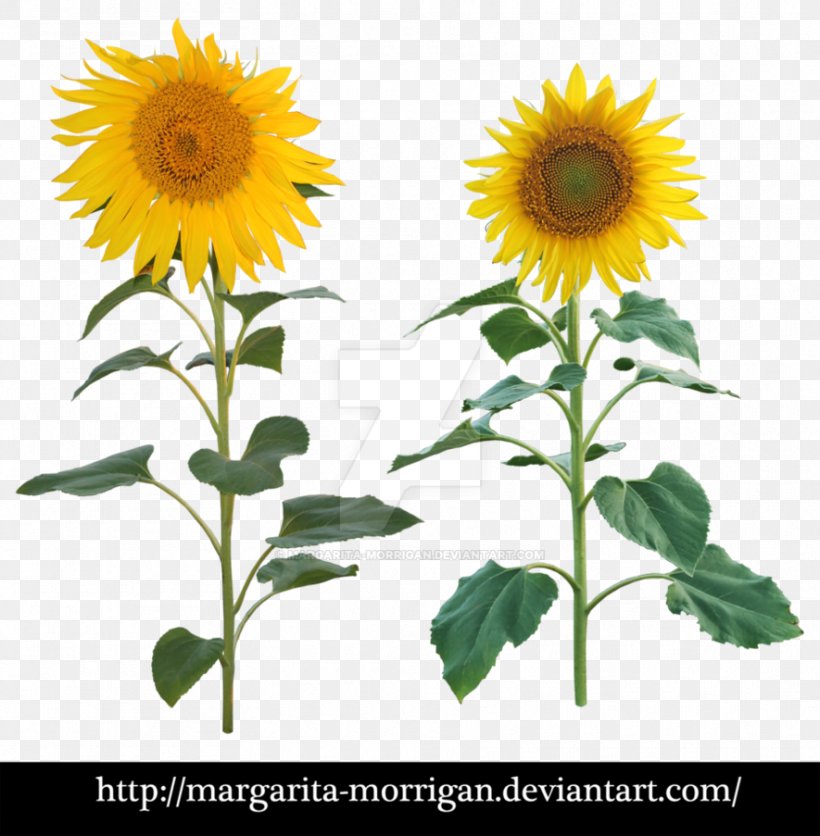 Common Sunflower Plant Sunflower Seed, PNG, 885x903px, Common Sunflower, Annual Plant, Bud, Daisy Family, Flower Download Free