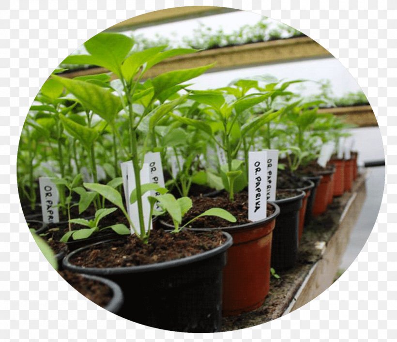 Flowerpot Herb Houseplant Tree, PNG, 1000x861px, Flowerpot, Grass, Herb, Houseplant, Plant Download Free