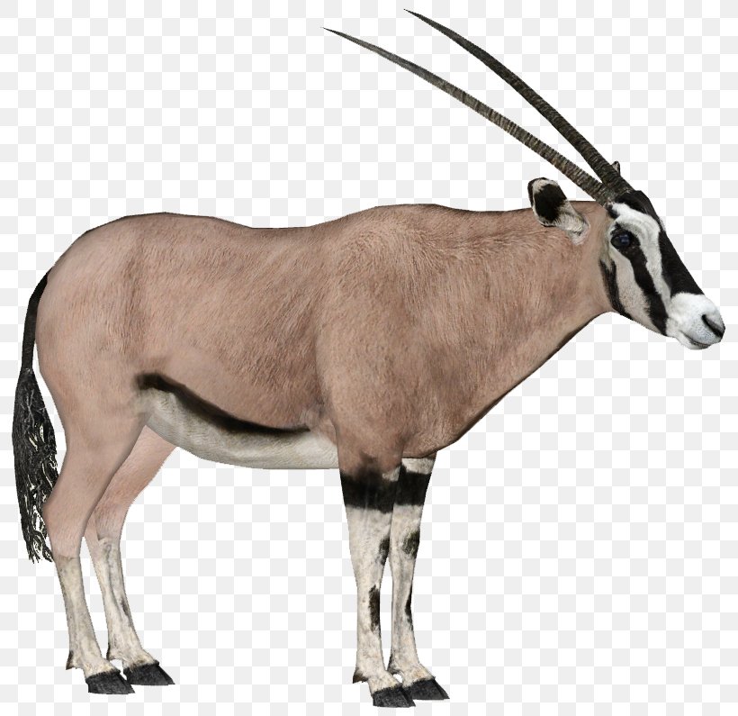 Gemsbok East African Oryx Antelope Arabian Oryx Fringe-eared Oryx, PNG, 795x795px, Gemsbok, Antelope, Arabian Oryx, Cattle Like Mammal, Cow Goat Family Download Free