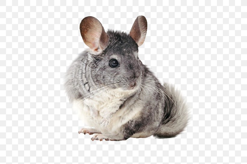Long-tailed Chinchilla Rodent Short-tailed Chinchilla All About Chinchillas Pet, PNG, 563x545px, Longtailed Chinchilla, Animal, Chinchilla, Chomikujpl, Fauna Download Free