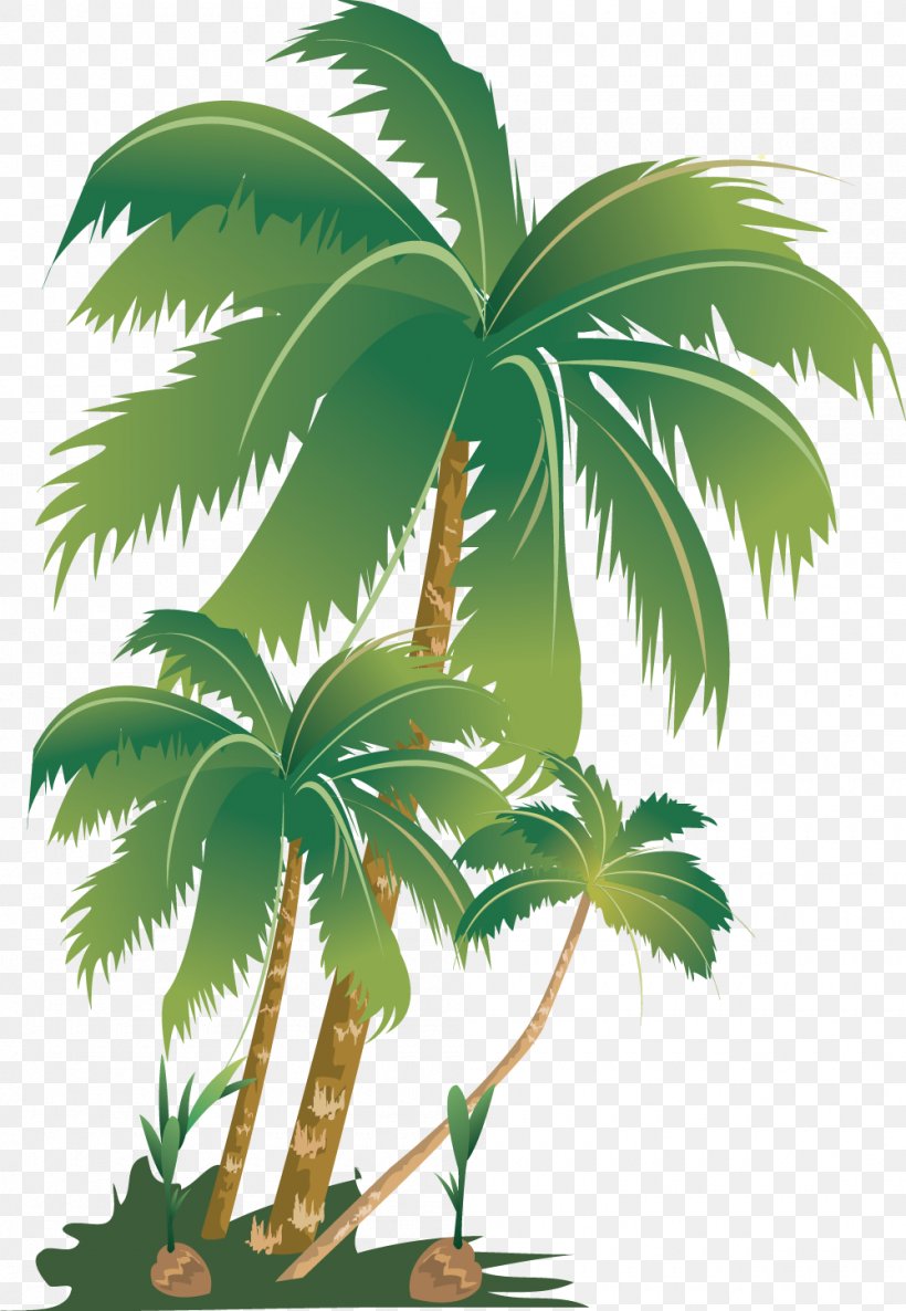 Arecaceae Tree Plant Areca Palm Fertilisers, PNG, 1000x1447px, Arecaceae, Areca Palm, Arecales, Borassus Flabellifer, Coconut Download Free