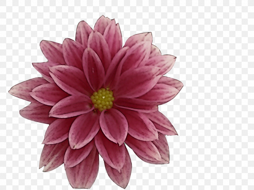 Artificial Flower, PNG, 1600x1200px, Flower, Artificial Flower, Aster, Dahlia, Daisy Family Download Free