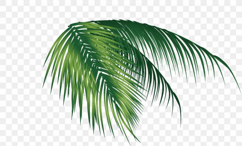 Coconut Leaf, PNG, 2668x1609px, Coconut, Arecales, Grass, Leaf, Palm Tree Download Free