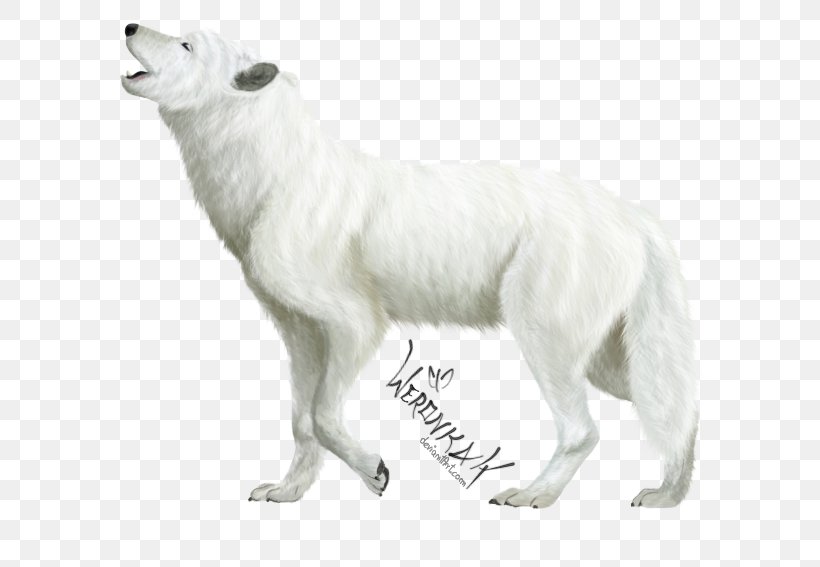 Dog Breed Arctic Fox Canidae Carnivora, PNG, 680x567px, Dog, Animal, Arctic Fox, Breed, Breed Group Dog Download Free