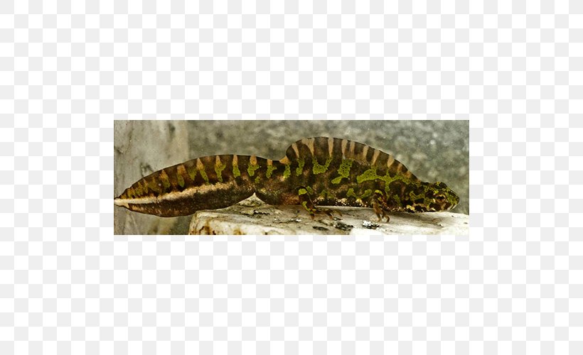 Gecko Newt Terrestrial Animal, PNG, 500x500px, Gecko, Amphibian, Animal, Fauna, Lizard Download Free