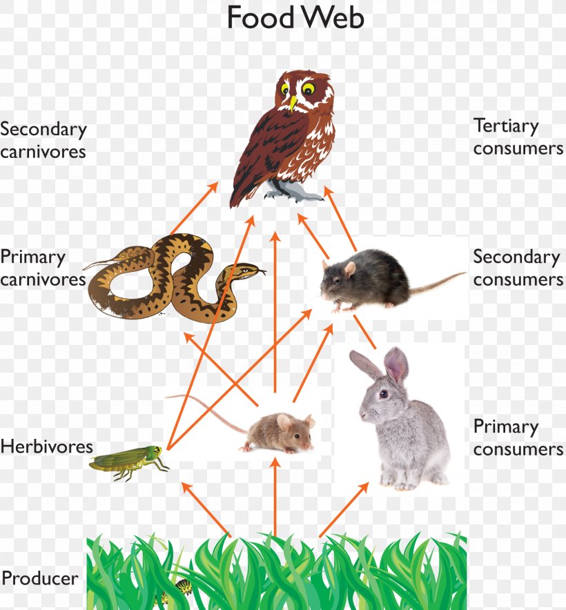 Owl A Food Chain Food Web Ecosystem, PNG, 1500x1618px, Owl, Barn Owl, Beak, Bird, Consumer Download Free