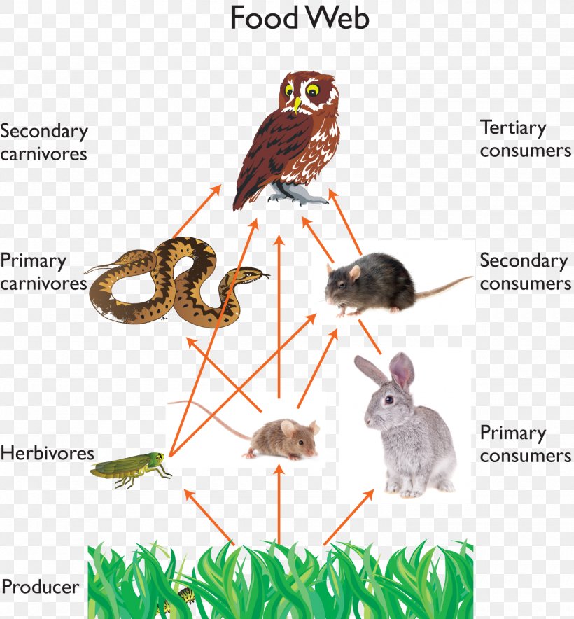 Owl A Food Chain Food Web Ecosystem PNG 1500x1618px Owl Barn Owl Beak Bird Consumer