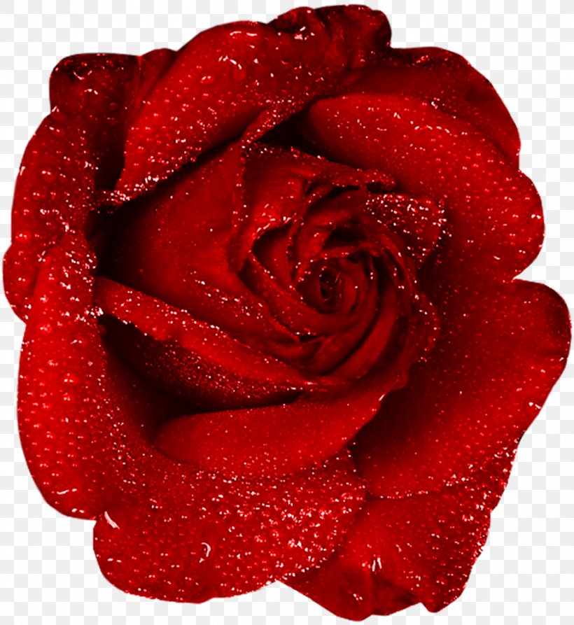 Rose Free Content Clip Art, PNG, 918x1000px, Rose, Blog, Cut Flowers, Floribunda, Flower Download Free
