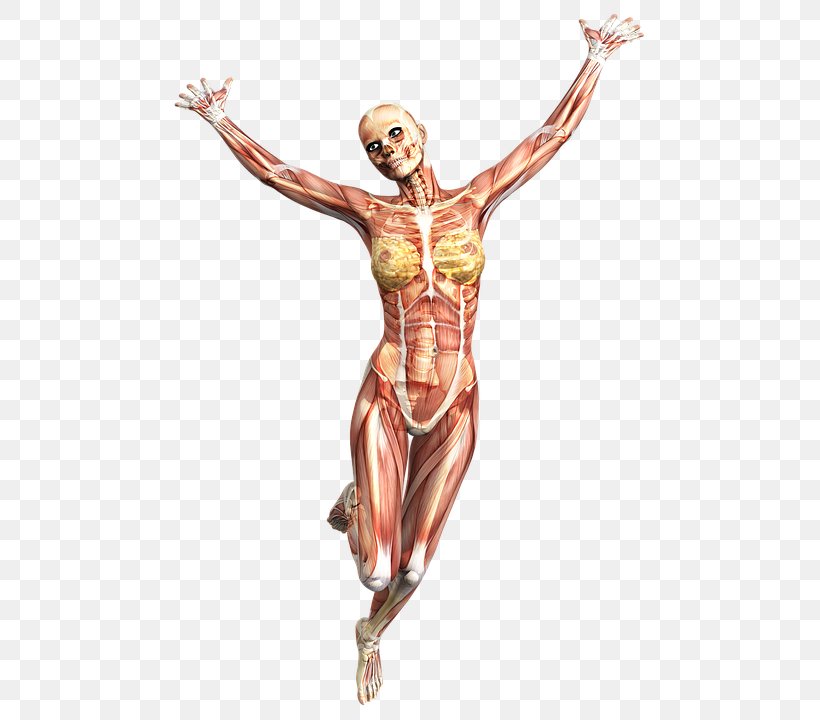 Running Anatomy Muscle Human Body Human Skeleton, PNG, 498x720px, Anatomy, Arm, Art, Body, Bone Download Free