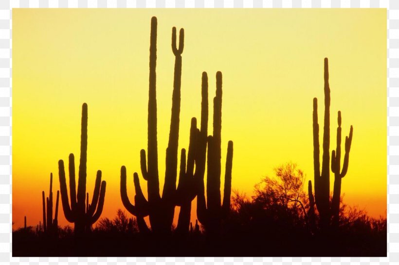 Saguaro National Park Cactaceae Sunset Clip Art, PNG, 1090x727px, Saguaro National Park, Arizona, Cactaceae, Commodity, Desert Download Free