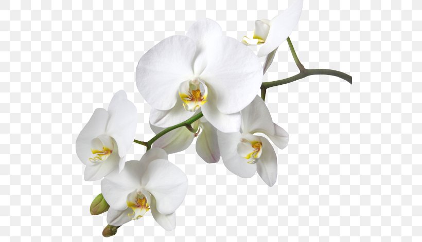Dendrobium Orchids Boat Orchid Stock Photography Yellow, PNG, 548x471px, Orchids, Boat Orchid, Cattleya, Color, Cut Flowers Download Free