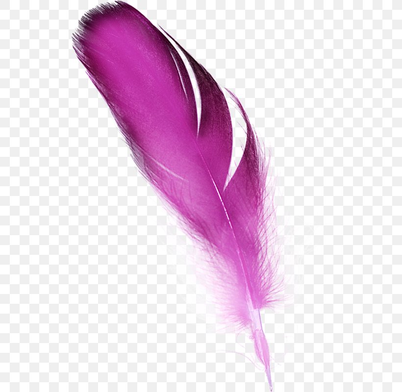 Feather Color Pink, PNG, 529x800px, Feather, Adobe Fireworks, Color, Green, Magenta Download Free