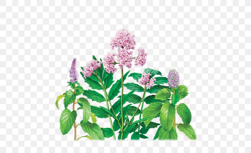 Green Tea Organic Food Valerian Herbal Tea, PNG, 500x500px, Tea, Caffeine, Flower, Flowering Plant, Green Tea Download Free
