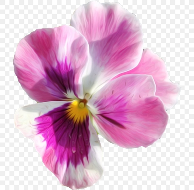 Pansy Flower Wreath, PNG, 713x800px, Pansy, Common Sunflower, Flower, Flowering Plant, Magenta Download Free