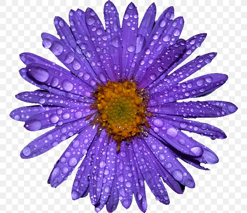 Purple Flower, PNG, 760x708px, Petal, Aster, Chrysanths, Daisy, Daisy Family Download Free