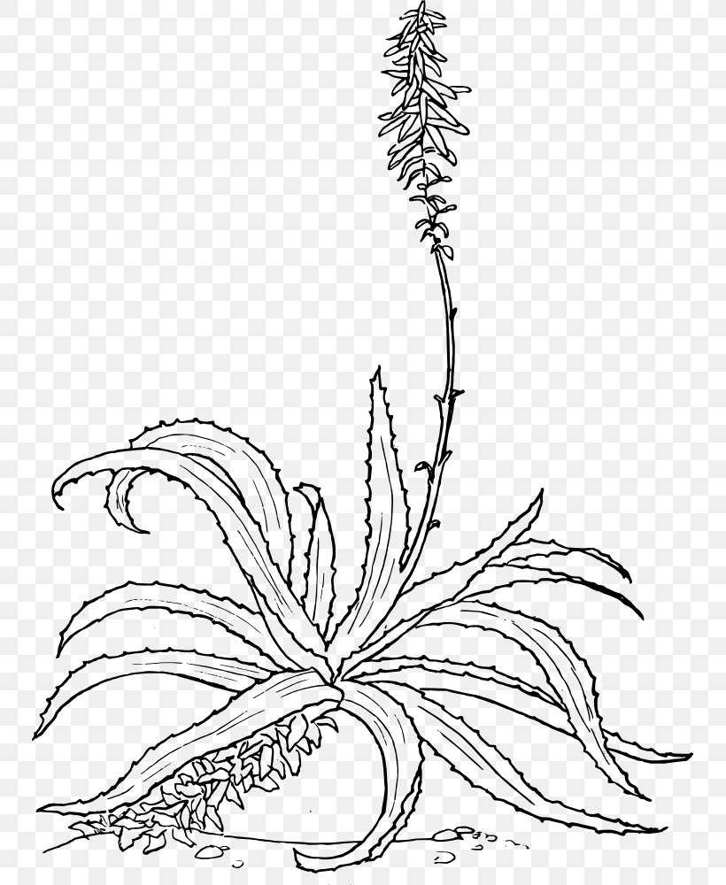 Aloe Vera Drawing Botanical Illustration Plant, PNG, 747x1000px, Aloe Vera, Aloe, Area, Artwork, Black And White Download Free