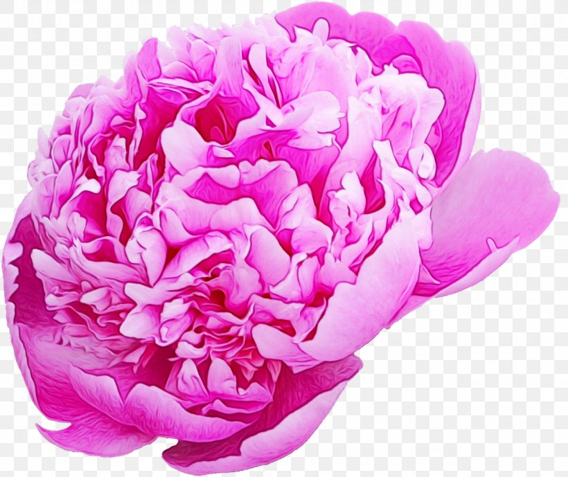 Cabbage Rose Garden Roses Peony Cut Flowers Petal, PNG, 1280x1077px, Cabbage Rose, Chinese Peony, Common Peony, Cut Flowers, Family Download Free