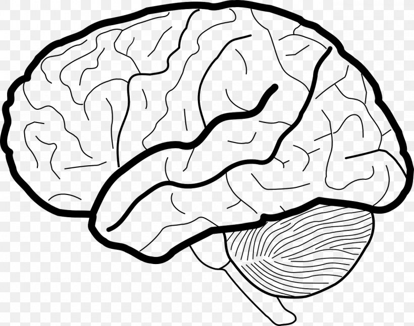 Human Brain White Matter Working Memory Clip Art, PNG, 1280x1010px ...