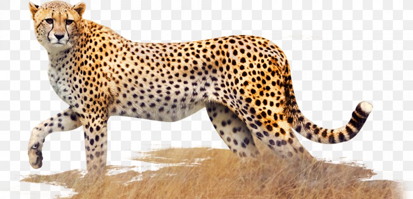Cheetah Leopard Jaguar Cat Terrestrial Animal, PNG, 1000x484px, Cheetah, Animal, Animal Figure, Big Cats, Carnivoran Download Free