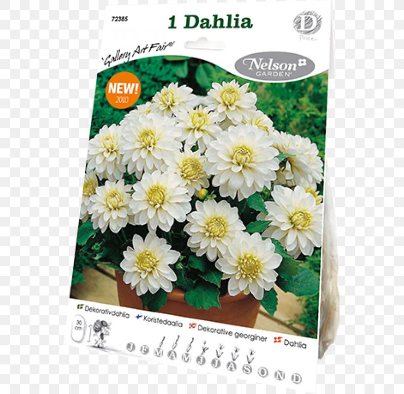 Chrysanthemum Dahlia Cut Flowers Flora Art Fair, PNG, 800x800px, Chrysanthemum, Art Fair, Chrysanths, Cut Flowers, Dahlia Download Free