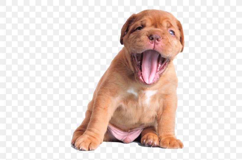 Dogue De Bordeaux Puppy Cane Corso Boxer, PNG, 2048x1360px, Dogue De Bordeaux, Boxer, Cane Corso, Carnivoran, Companion Dog Download Free