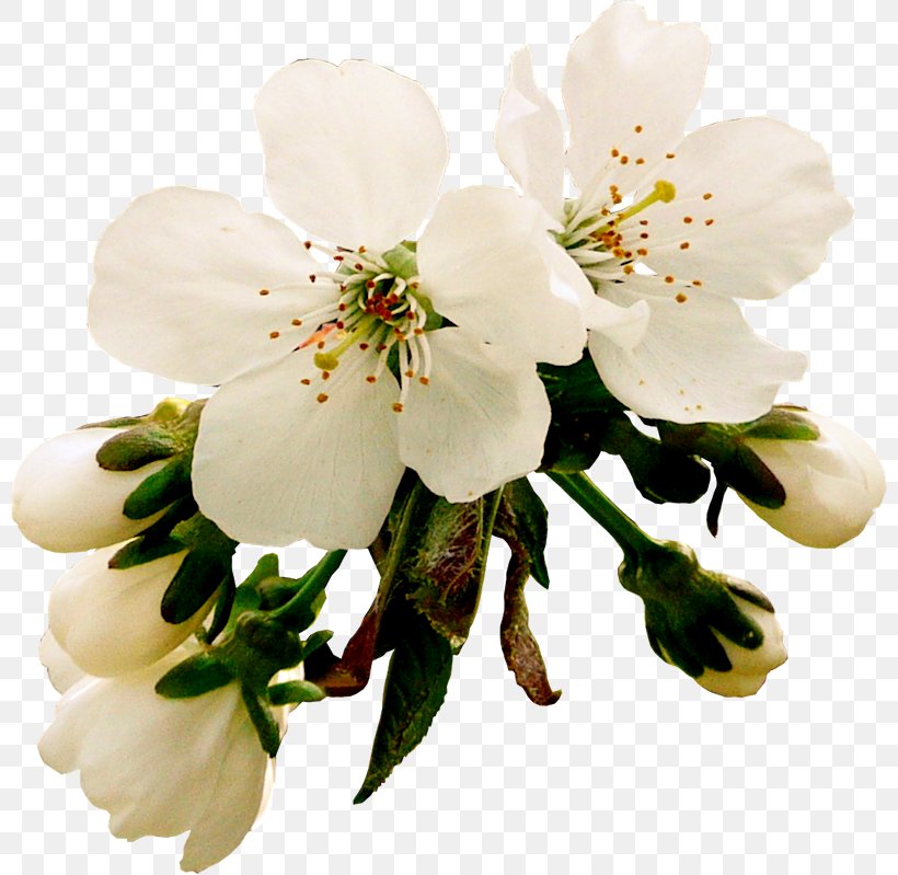 Photography Digital Image Clip Art, PNG, 800x799px, Photography, Apples, Blossom, Branch, Cherry Blossom Download Free