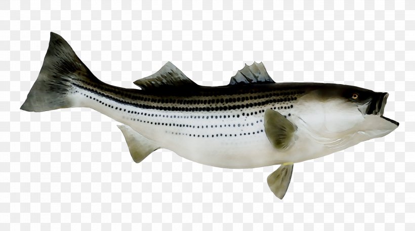 Striped Bass Fishing Striped Bass Fishing Stock Photography, PNG, 3104x1729px, Striped Bass, Bass, Bass Fishing, Bonyfish, Fish Download Free