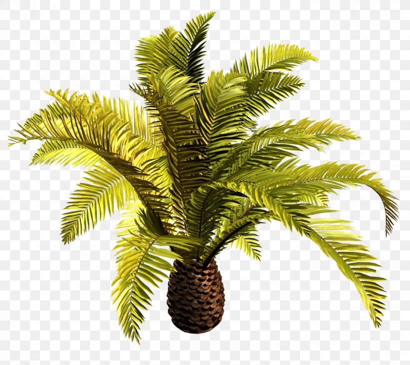 Babassu Palm Trees Coconut Clip Art Palm Oil, PNG, 1389x1236px, Babassu, African Oil Palm, Arecales, Asian Palmyra Palm, Attalea Download Free