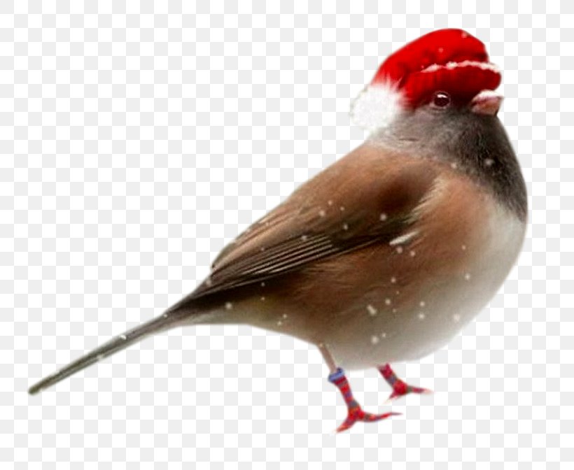 Bird Santa Claus Christmas, PNG, 781x672px, Bird, Beak, Christmas, Emberizidae, Fauna Download Free