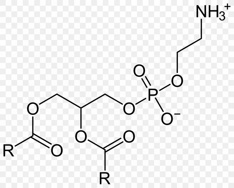 Dietary Supplement Phosphatidylserine Phosphatidylethanolamine Phosphatidic Acid Research, PNG, 1200x963px, Dietary Supplement, Area, Auto Part, Black And White, Brain Download Free