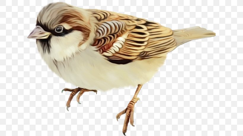 Watercolor Animal, PNG, 638x458px, Watercolor, Animal, Beak, Bird, Feather Download Free