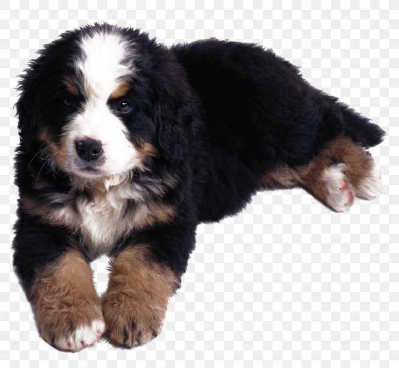 Bernese Mountain Dog Kanni Puppy Cancer, PNG, 1000x922px, Bernese Mountain Dog, Breed, Cancer, Cancer In Dogs, Carnivoran Download Free