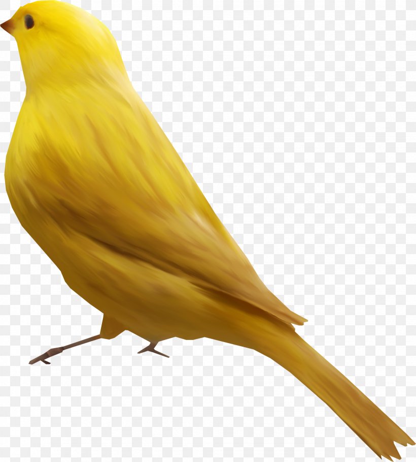 Bird Goose Atlantic Canary Finch, PNG, 1953x2165px, Bird, Atlantic Canary, Beak, Canary, Common Pet Parakeet Download Free