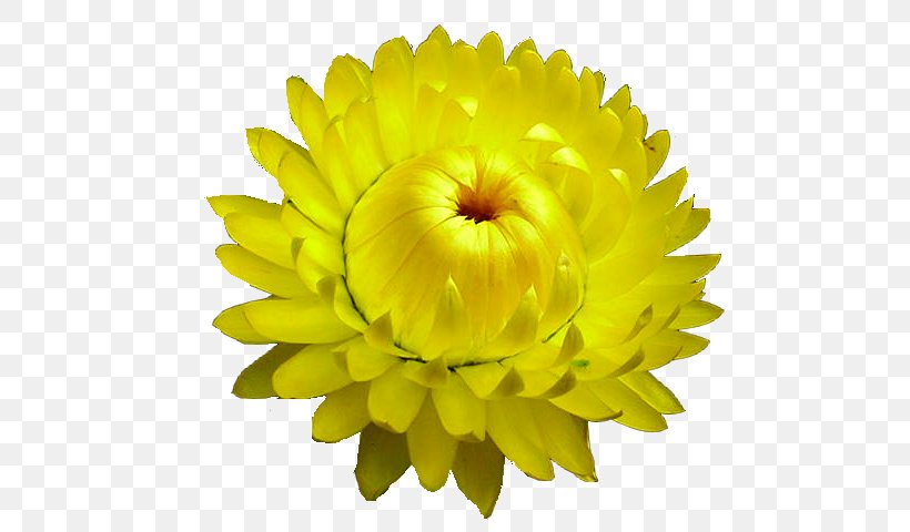 Curry Plant Flower Chrysanthemum Seed, PNG, 532x480px, Curry Plant, Allegro, Beauty, Chrysanthemum, Chrysanths Download Free