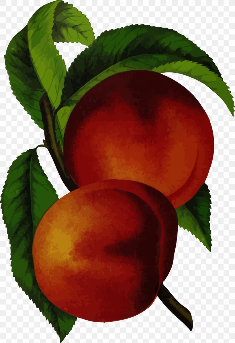 Elberta Juice Nectarine Clip Art, PNG, 1647x2400px, Elberta, Apple, Apricot, Blueberry, Flowering Plant Download Free