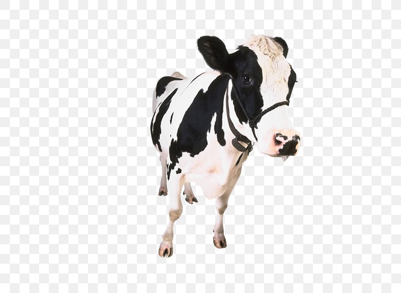 App Store Apple Dairy Cattle Screenshot, PNG, 800x600px, App Store, Advanced Audio Coding, Apple, Cattle Like Mammal, Cow Goat Family Download Free