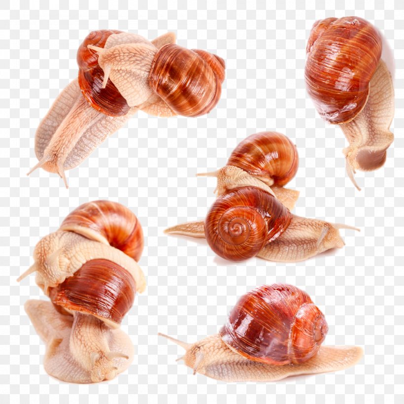 Burgundy Snail Stock Photography Download, PNG, 1000x1000px, Snail, Alamy, Animal Source Foods, Burgundy Snail, Gastropod Shell Download Free