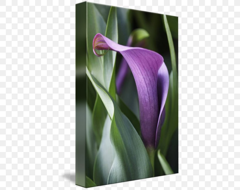 Canvas Print Arum Lilies Printing Art, PNG, 411x650px, Canvas Print, Acrylic Paint, Alismatales, Art, Arum Download Free