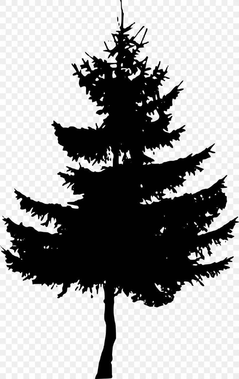 Fir Cedar Spruce Pinus Palustris Tree, PNG, 1261x2000px, Fir, Black And White, Branch, Cedar, Christmas Decoration Download Free