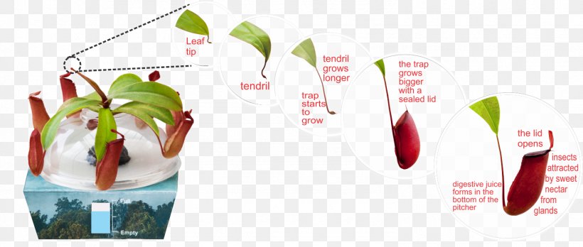 Pitcher Plant Nepenthes Lowii Carnivorous Plant Brooklyn Botanic Garden, PNG, 1503x639px, Pitcher Plant, Biological Life Cycle, Brand, Brooklyn Botanic Garden, Capillary Action Download Free