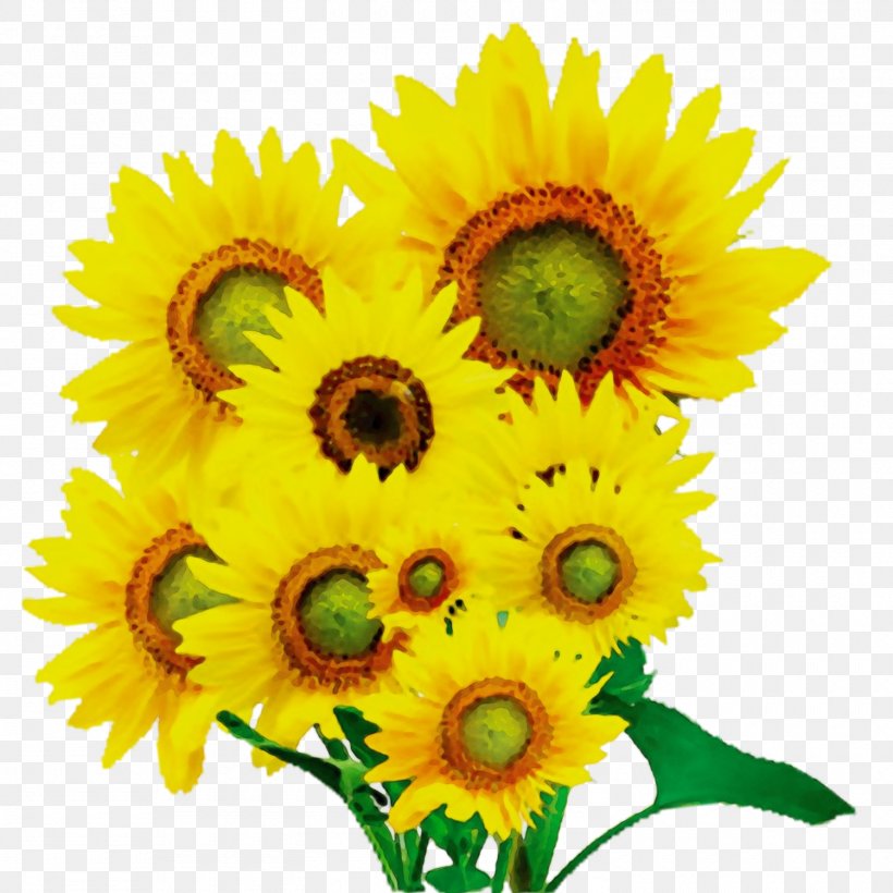 Sunflower, PNG, 1500x1500px, Watercolor, Cut Flowers, Flower, Flowering Plant, Paint Download Free