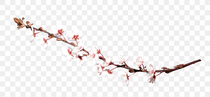 China Twig Clip Art, PNG, 1600x745px, China, Branch, Cerasus, Flower, Raster Graphics Editor Download Free