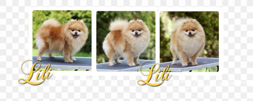 German Spitz Klein German Spitz Mittel Pomeranian Finnish Spitz Eurasier, PNG, 1417x567px, German Spitz Klein, Breed, Carnivoran, Companion Dog, Dog Download Free