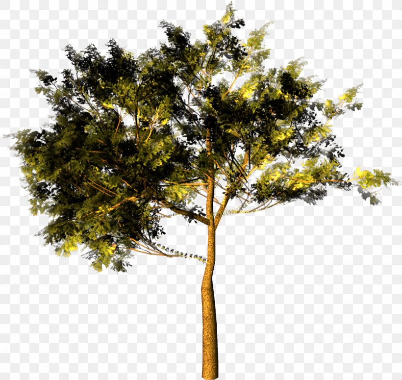 Park Garden Forest Tree Clip Art, PNG, 1063x1005px, Park, Branch, Evergreen, Evergreen Marine Corp, Forest Download Free