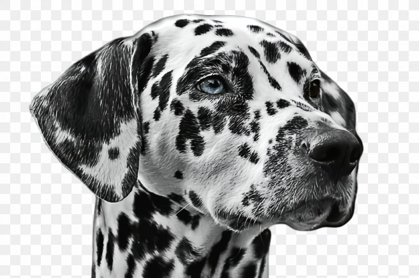 Cute Dog, PNG, 2452x1632px, Cute Dog, Animal, Blackandwhite, Braque Dauvergne, Coat Download Free