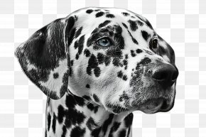 Blackandwhite Braque Dauvergne - Cute Dog PNG